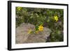 Africa, Ethiopia, Ethiopian Highlands, Western Amhara-Ellen Goff-Framed Photographic Print