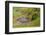 Africa, Ethiopia, Ethiopian Highlands, Western Amhara-Ellen Goff-Framed Premium Photographic Print