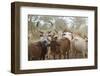 Africa, Ethiopia, South Omo, Hamer tribe. Cattle of the Hamer with distinctive markings as brands.-Ellen Goff-Framed Photographic Print