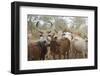 Africa, Ethiopia, South Omo, Hamer tribe. Cattle of the Hamer with distinctive markings as brands.-Ellen Goff-Framed Photographic Print