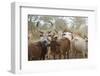 Africa, Ethiopia, South Omo, Hamer tribe. Cattle of the Hamer with distinctive markings as brands.-Ellen Goff-Framed Photographic Print