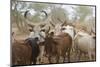 Africa, Ethiopia, South Omo, Hamer tribe. Cattle of the Hamer with distinctive markings as brands.-Ellen Goff-Mounted Photographic Print