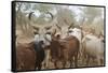 Africa, Ethiopia, South Omo, Hamer tribe. Cattle of the Hamer with distinctive markings as brands.-Ellen Goff-Framed Stretched Canvas