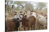 Africa, Ethiopia, South Omo, Hamer tribe. Cattle of the Hamer with distinctive markings as brands.-Ellen Goff-Stretched Canvas