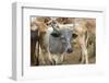 Africa, Ethiopia, South Omo, Hamer tribe cattle.-Ellen Goff-Framed Photographic Print