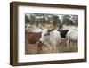 Africa, Ethiopia, South Omo, Hamer tribe cattle.-Ellen Goff-Framed Photographic Print