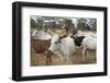 Africa, Ethiopia, South Omo, Hamer tribe cattle.-Ellen Goff-Framed Photographic Print