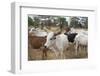 Africa, Ethiopia, South Omo, Hamer tribe cattle.-Ellen Goff-Framed Photographic Print