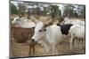 Africa, Ethiopia, South Omo, Hamer tribe cattle.-Ellen Goff-Mounted Photographic Print
