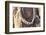 Africa, Ethiopia, South Omo, Hamer tribe. Detail of a necklace and cowrie shells.-Ellen Goff-Framed Photographic Print