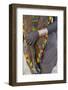 Africa, Ethiopia, South Omo, Hamer tribe. Hamer woman dressed in beaded goatskin.-Ellen Goff-Framed Photographic Print