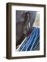 Africa, Ethiopia, Southern Omo Valley, An elderly Nyangton woman.-Ellen Goff-Framed Photographic Print