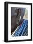 Africa, Ethiopia, Southern Omo Valley, An elderly Nyangton woman.-Ellen Goff-Framed Photographic Print