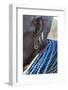 Africa, Ethiopia, Southern Omo Valley, An elderly Nyangton woman.-Ellen Goff-Framed Photographic Print