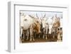 Africa, Ethiopia, Southern Omo Valley. Picture of a typical herd of cattle of the Nyangtom.-Ellen Goff-Framed Photographic Print