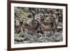 Africa, Ethiopian Highlands, Western Amhara, Simien Mountains National Park. Group of Walia Ibex-Ellen Goff-Framed Photographic Print