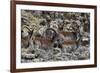 Africa, Ethiopian Highlands, Western Amhara, Simien Mountains National Park. Group of Walia Ibex-Ellen Goff-Framed Photographic Print