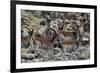 Africa, Ethiopian Highlands, Western Amhara, Simien Mountains National Park. Group of Walia Ibex-Ellen Goff-Framed Photographic Print