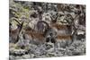 Africa, Ethiopian Highlands, Western Amhara, Simien Mountains National Park. Group of Walia Ibex-Ellen Goff-Mounted Photographic Print