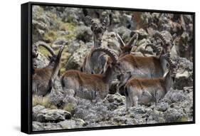 Africa, Ethiopian Highlands, Western Amhara, Simien Mountains National Park. Group of Walia Ibex-Ellen Goff-Framed Stretched Canvas