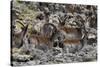 Africa, Ethiopian Highlands, Western Amhara, Simien Mountains National Park. Group of Walia Ibex-Ellen Goff-Stretched Canvas