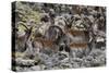 Africa, Ethiopian Highlands, Western Amhara, Simien Mountains National Park. Group of Walia Ibex-Ellen Goff-Stretched Canvas