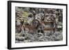 Africa, Ethiopian Highlands, Western Amhara, Simien Mountains National Park. Group of Walia Ibex-Ellen Goff-Framed Photographic Print