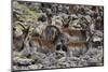 Africa, Ethiopian Highlands, Western Amhara, Simien Mountains National Park. Group of Walia Ibex-Ellen Goff-Mounted Photographic Print