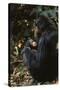 Africa, Female Chimpanzee and Infant-Kristin Mosher-Stretched Canvas