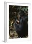 Africa, Female Chimpanzee and Infant-Kristin Mosher-Framed Photographic Print