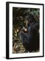 Africa, Female Chimpanzee and Infant-Kristin Mosher-Framed Photographic Print