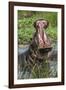 Africa, Hippo-Lee Klopfer-Framed Photographic Print