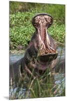 Africa, Hippo-Lee Klopfer-Mounted Premium Photographic Print