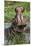 Africa, Hippo-Lee Klopfer-Mounted Premium Photographic Print