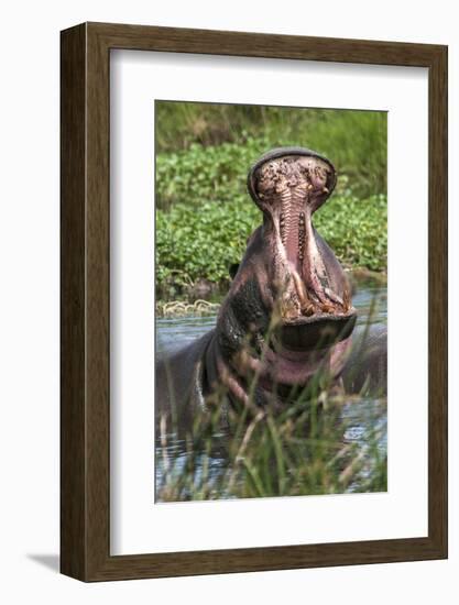 Africa, Hippo-Lee Klopfer-Framed Photographic Print