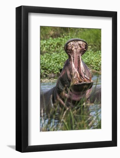 Africa, Hippo-Lee Klopfer-Framed Photographic Print