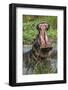 Africa, Hippo-Lee Klopfer-Framed Photographic Print