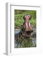 Africa, Hippo-Lee Klopfer-Framed Photographic Print