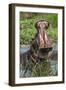 Africa, Hippo-Lee Klopfer-Framed Photographic Print