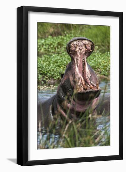 Africa, Hippo-Lee Klopfer-Framed Photographic Print