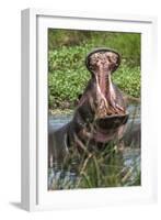 Africa, Hippo-Lee Klopfer-Framed Photographic Print