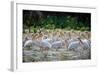 Africa: Kenya: a Flock of Yellow Beaked Pelican Looks Out for Food-Lindsay Constable-Framed Photographic Print