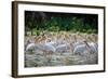 Africa: Kenya: a Flock of Yellow Beaked Pelican Looks Out for Food-Lindsay Constable-Framed Photographic Print