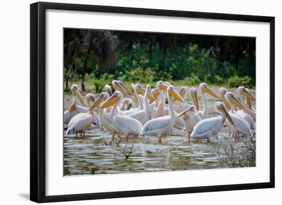 Africa: Kenya: a Flock of Yellow Beaked Pelican Looks Out for Food-Lindsay Constable-Framed Photographic Print