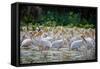 Africa: Kenya: a Flock of Yellow Beaked Pelican Looks Out for Food-Lindsay Constable-Framed Stretched Canvas