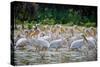 Africa: Kenya: a Flock of Yellow Beaked Pelican Looks Out for Food-Lindsay Constable-Stretched Canvas