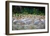 Africa: Kenya: a Flock of Yellow Beaked Pelican Looks Out for Food-Lindsay Constable-Framed Photographic Print