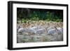 Africa: Kenya: a Flock of Yellow Beaked Pelican Looks Out for Food-Lindsay Constable-Framed Photographic Print