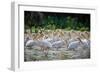 Africa: Kenya: a Flock of Yellow Beaked Pelican Looks Out for Food-Lindsay Constable-Framed Photographic Print