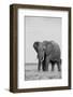 Africa, Kenya, Laikipia Plateau, Ol Pejeta Conservancy. African elephant-Cindy Miller Hopkins-Framed Photographic Print